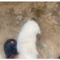 Male Mixed Breed American Eskimo Puppy
