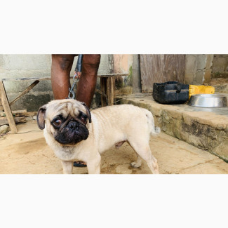 Purebred Pug for Stud Services