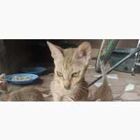 Female Purebred Bengal Cat for Sale