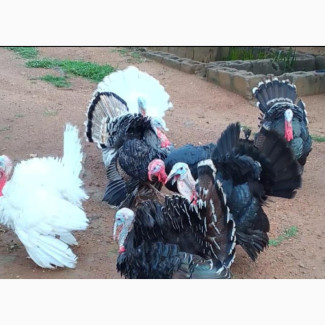 Mature Turkeys Available for Sale