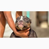 6-12 months Female Purebred American Bully