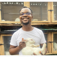 Quality Rabbit Weaners, Growers and Adult Rabbit for Sale