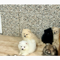 1-3 months Female Purebred Pomeranian