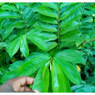 Sour Sop (Sweet Sop)