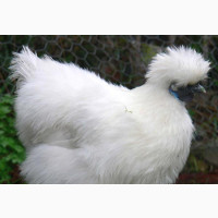 Foreign Birds Available