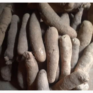 Benue Yam - Fresh and Organic