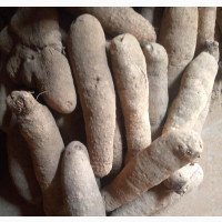 Benue Yam - Fresh and Organic