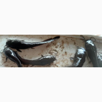 Jumbo Sizes Catfish - Fast Growing and Healthy