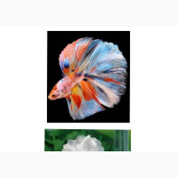 White Siamese Fighting Fish