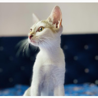 3-6 months Female Purebred American Wirehair