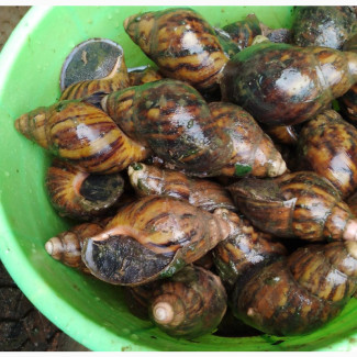 Snails Both With Shell and Removed Ones
