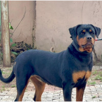 Female Purebred Rottweiler - 1+ Year Old