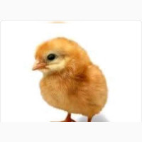 Day Old Layer Chicks Available - Chickens