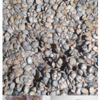 Fresh and Stone-Free Iru/Dawadawa (Locust Beans)