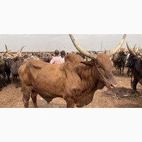 Big Fat Cows, Rams and Goats for Sale