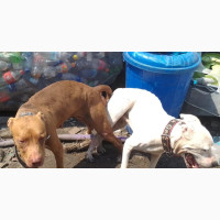 American Pit Bull Terrier Male Puppy for Sale