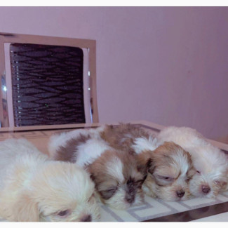 Female Purebred Lhasa Apso Puppies Available for Adoption
