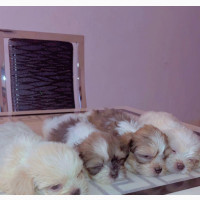 Female Purebred Lhasa Apso Puppies Available for Adoption