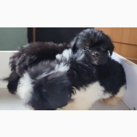Male Purebred Lhasa Apso Puppy Available Now