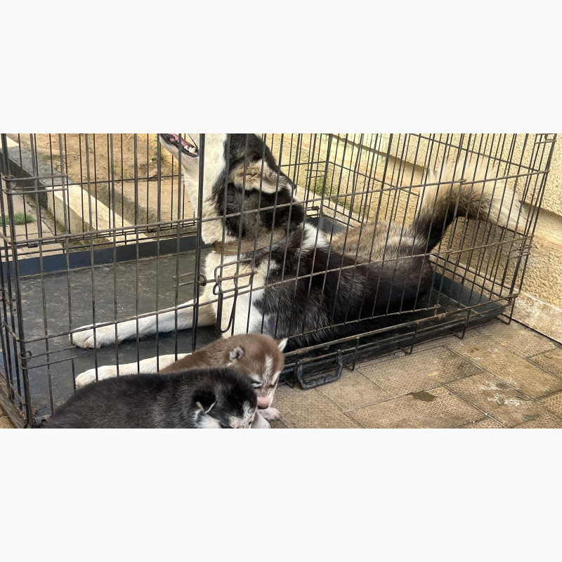 Фото 1/1. 0-1 month Male Purebred Siberian Husky