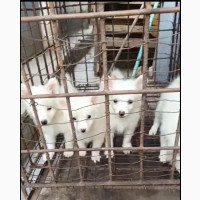 American Eskimo Female Puppy for Sale