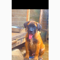 Male Purebred Boerboel Puppy Available