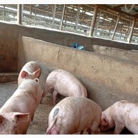 Piggery Farming Made Easy - Darean Farms Nigeria
