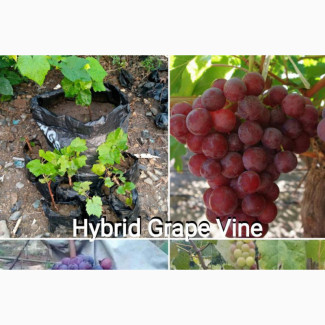 Improved Grape Vine Seedlings