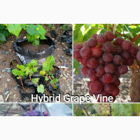 Improved Grape Vine Seedlings