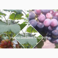 Improved Grape Vine Seedlings