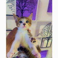 Male American Shorthair Kitten - Purebred