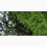 10, 000 Acres Virgin Lan Available at Offa Off Ibadan Iwo Rd