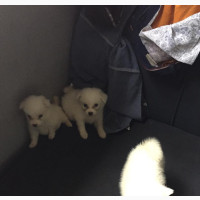 1-3 Months Female Purebred American Eskimo - Very Cute