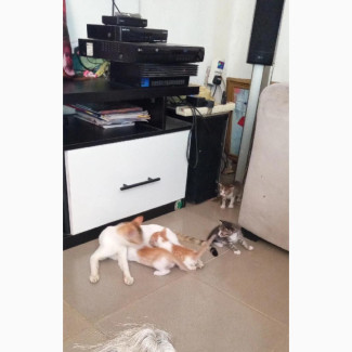 Exotic Mixed Breed Male Kitten - 1-3 Months Old