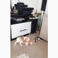Exotic Mixed Breed Male Kitten - 1-3 Months Old