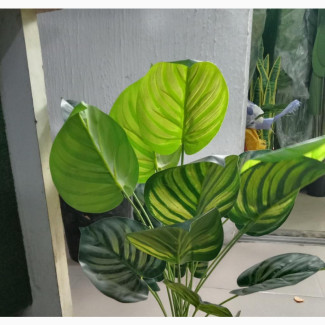 Taro Plant