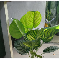 Taro Plant