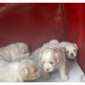 Lhasa Apso Puppy - Female, Purebred, 0-1 month old