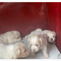 Lhasa Apso Puppy - Female, Purebred, 0-1 month old