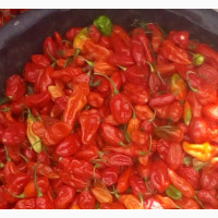 Fresh Red Pepper (Ata Rodo) for Sale