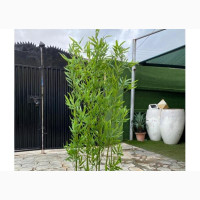 Artificial Bamboo Plant Potted in Fiberglass Trough Vase