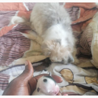 Cute Female Purebred Lhasa Apso for Sale