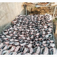 Organic Dried Catfish