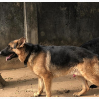 German Shepherd Male Showline Available for Stud Services