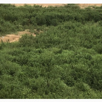 C of O Certified Estate Plot