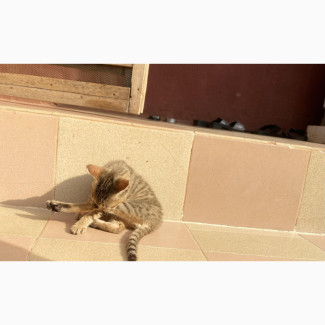 1-3 months Male Purebred Ocicat