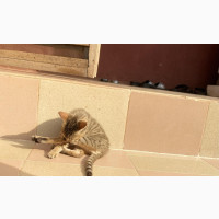 1-3 months Male Purebred Ocicat