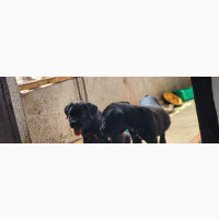 Purebred Cane Corso Puppy Available for Adoption