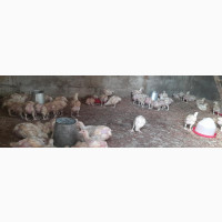 Stikyrich Farm