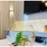 Aquarium Fish